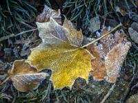 Gelbes Ahornblatt leicht mit Raureif bedeckt